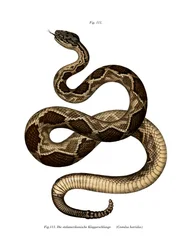 Timber Rattlesnake (väri litho)