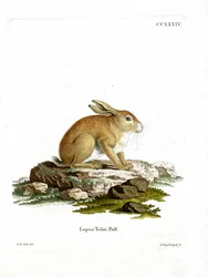 Tolai Hare (värillinen kaiverrus)