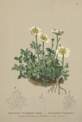 Traunfellners Crowfoot (Ranunculus Traunfellneri)