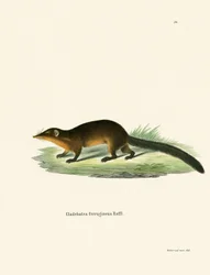 Treeshrew (värillinen kaiverrus)