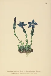 Triglav Gentian (Gentiana terglouensis, Gentiana imbricata)