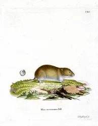 Tundra Vole (värillinen kaiverrus)