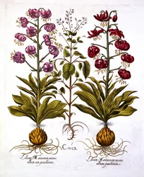Turks Cap Lily ja Enchanters Nightshade, Hortus Eystettensis, kirjoittanut Basil Besler (1561-1629), pub. 1613 (käsinvärinen kaiverrus)