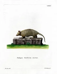 12-kaistainen Armadillo (värillinen kaiverrus)