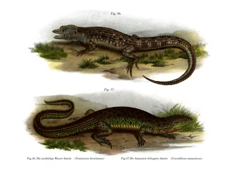 Kaksipuolinen Neusticurus (väri lito)