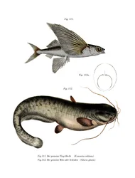 Kaksisiipinen Flyingfish (väri litho)
