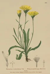 Sateenvarjomaito (Hieracium staticefolium, Hieracium staticifolium, Tolpis staticifolia, Chlorocrepis staticifolium, Chlorocrepis staticifolia)