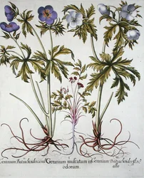 Geranium-lajikkeet, Basil Beslerin (1561-1629) "Hortus Eystettensis", pub. 1613 (käsinvärinen kaiverrus)