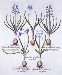Sipulihyasintin lajikkeet, Hortus Eystettensis, Basil Besler (1561-1629), pub. 1613 (käsinvärinen kaiverrus)