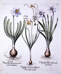 Eri Narcissit, Hortus Eystettensis, kirjoittanut Basil Besler (1561-1629), pub. 1613 (käsinvärinen kaiverrus)