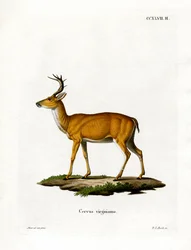 Virginian Deer (värillinen kaiverrus)