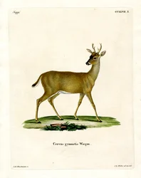 Virginian Deer (värillinen kaiverrus)