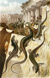 Seinälisko, levy "Brehms Tierleben: Allgemeine Kunde des Tierreichs", vol.7, s.151, julkaisija Bibliographisches Institut