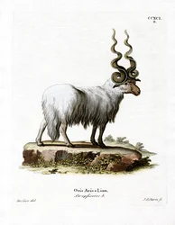 Wallachian Sheep (värillinen kaiverrus)