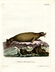Mursu (värillinen kaiverrus)