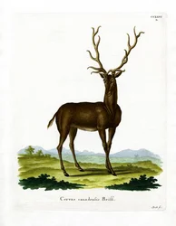 Wapiti (värillinen kaiverrus)