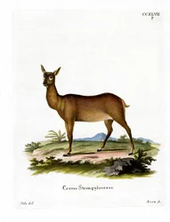 Wapiti (värillinen kaiverrus)