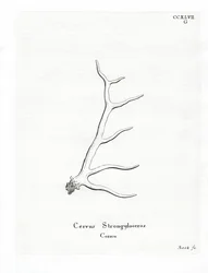 Wapiti Antlers (värillinen kaiverrus)