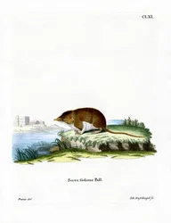 Water Shrew (värillinen kaiverrus)