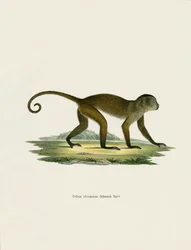 Weeper Capuchin (värillinen kaiverrus)