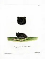 Western Barbastelle (värillinen kaiverrus)