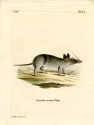 Western Barred Bandicoot (värillinen kaiverrus)