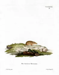 Valkohammaskärpäs (värillinen kaiverrus)