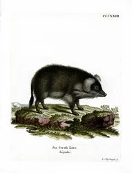 Villisika (värillinen kaiverrus)