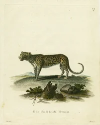 Villikissa (värillinen kaiverrus)