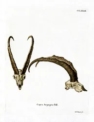 Villivuohen sarvet (värillinen kaiverrus)