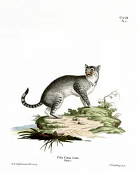 Wildcat (värillinen kaiverrus)