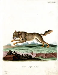 Susi (värillinen kaiverrus)