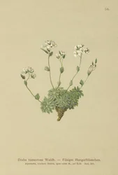 Wolley Whitlow-ruoho (Draba tomentosa)