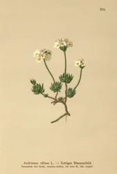 Wolly Rock Jasmine (Androsace villosa)