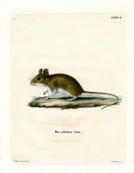 Wood Mouse (värillinen kaiverrus)