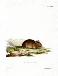 Wood Mouse (värillinen kaiverrus)