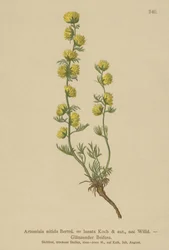 Koiruoho (Artemisia nitida, Artemisia lantana)