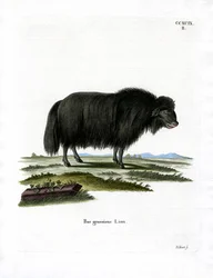 Jakki (värillinen kaiverrus)