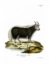 Jakki (värillinen kaiverrus)