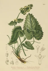 Keltainen betoni (Betonica Alopecurus, Stachys alopecuros)