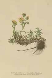 Keltainen vuoristosaksifrage (Saxifraga aizoides)