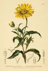 Keltainen häränsilmä (Buphthalmum salicifolium)
