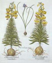 Keltainen kalkkililja sipulilla ja kääpiösinisilmäinen ruoho, Hortus Eystettensis, kirjoittaja Basil Besler (1561-1629), pub. 1613 (käsinvärinen kaiverrus)