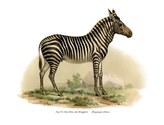 Seepra, 1860