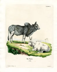 Zebu (värillinen kaiverrus)