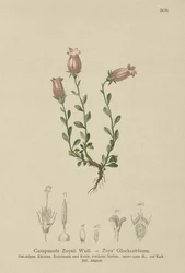 Zois kellokukka (Campanula Zoysii)