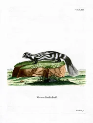 Zorilla (värillinen kaiverrus)