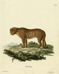 pantteri (värillinen kaiverrus)