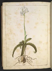 Kasvi, jossa on valkoiset terälehdet, Gherardo Cibon teoksesta "Paintings of Flora of the Roman States", Add MS 22333, f173v, n. 1564-84 (akvarelli ja guassi paperille)