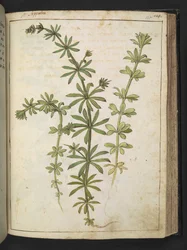 Vihreitä lehtiä sisältävä kasvi, Gherardo Cibon "Paintings of Flora of the Roman States", Add MS 22333, f125r, n. 1564-84 (akvarelli ja guassi paperille)
